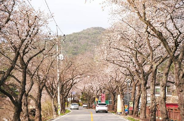 밀양 삼랑진 벚꽃길 안태공원