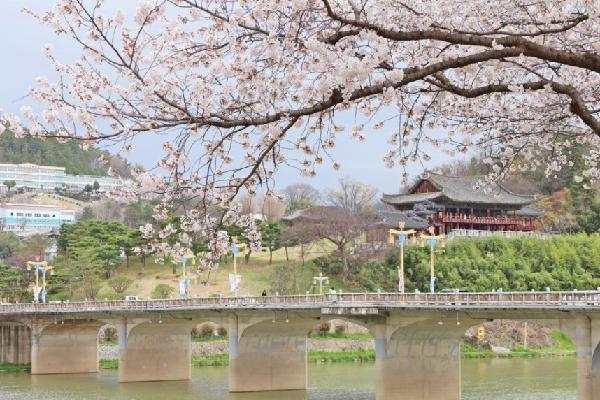 경남 근교 여행 밀양 벚꽃 명소 밀양강 둔치 벚꽃길